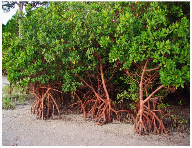 <p>Red Mangrove</p>