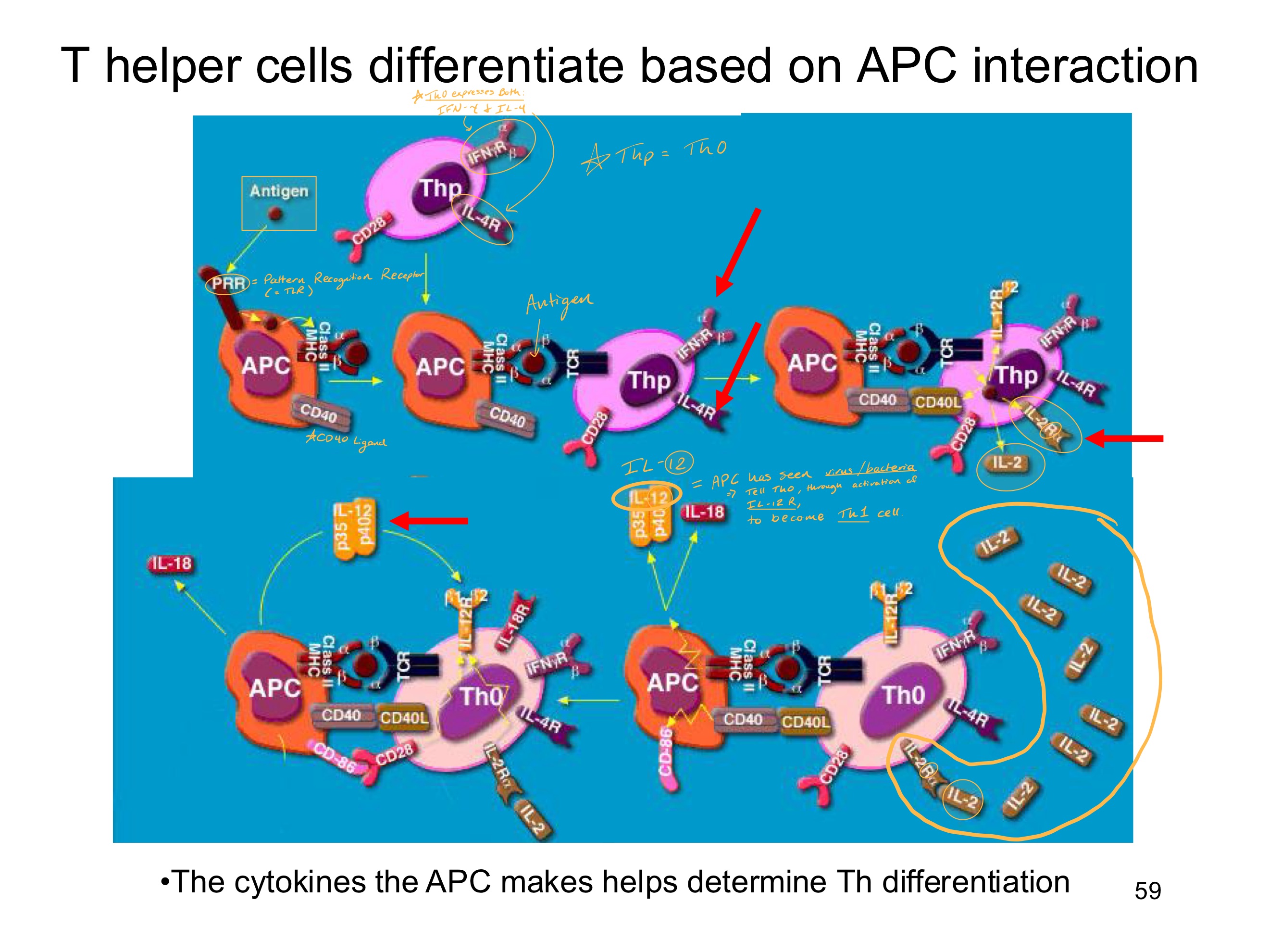 <p><strong><u>Obj. 8</u></strong></p><p>Describe what and how a specific cell type helps a Th0 cell to decide what type of Th cell it becomes.</p>