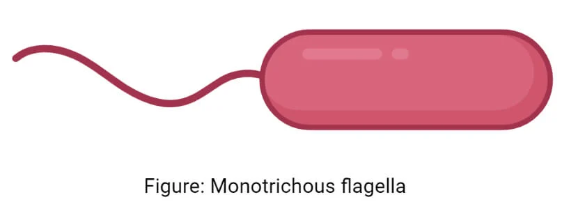 <p>1 tail</p>