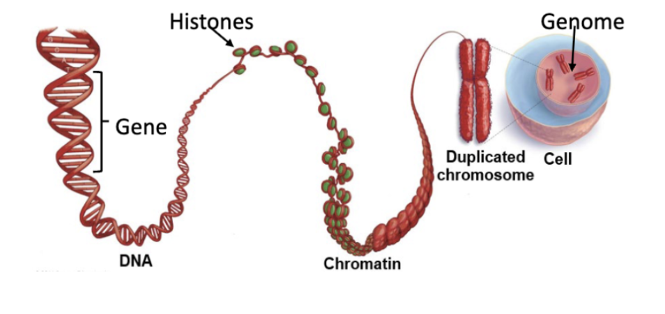 <p><span style="background-color: transparent; font-family: "EB Garamond", serif;"><strong>Chromosomes:&nbsp;</strong></span></p>
