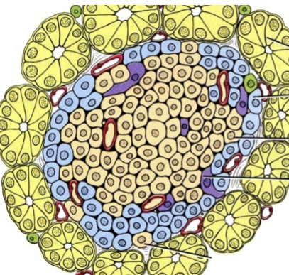 <p>All within the islet: </p><ol><li><p>Alpha cells = glucagon (glucose synthesis, raises blood sugar)</p></li><li><p>Beta cells = insulin (glucose uptake, decreases blood sugar, synthesis of glycogen)</p></li><li><p>Delta cells = Somatostatin (Inhibits secretion of glucagon and insulin)</p></li></ol><p></p>
