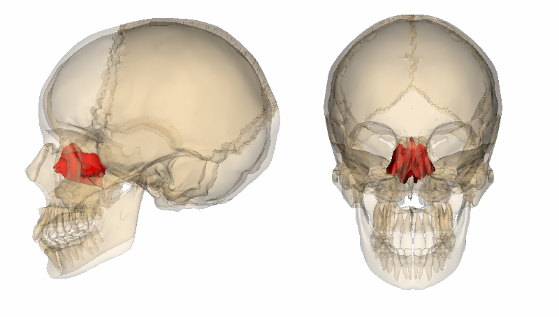 <p>Forms small portion of anterior cranial floor, roof of the nasal cavity, upper portion of the nasal septum, and part of the medial aspect of the orbit. Two markings</p>