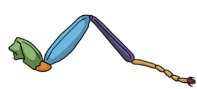 <p>Cursorial Legs</p>