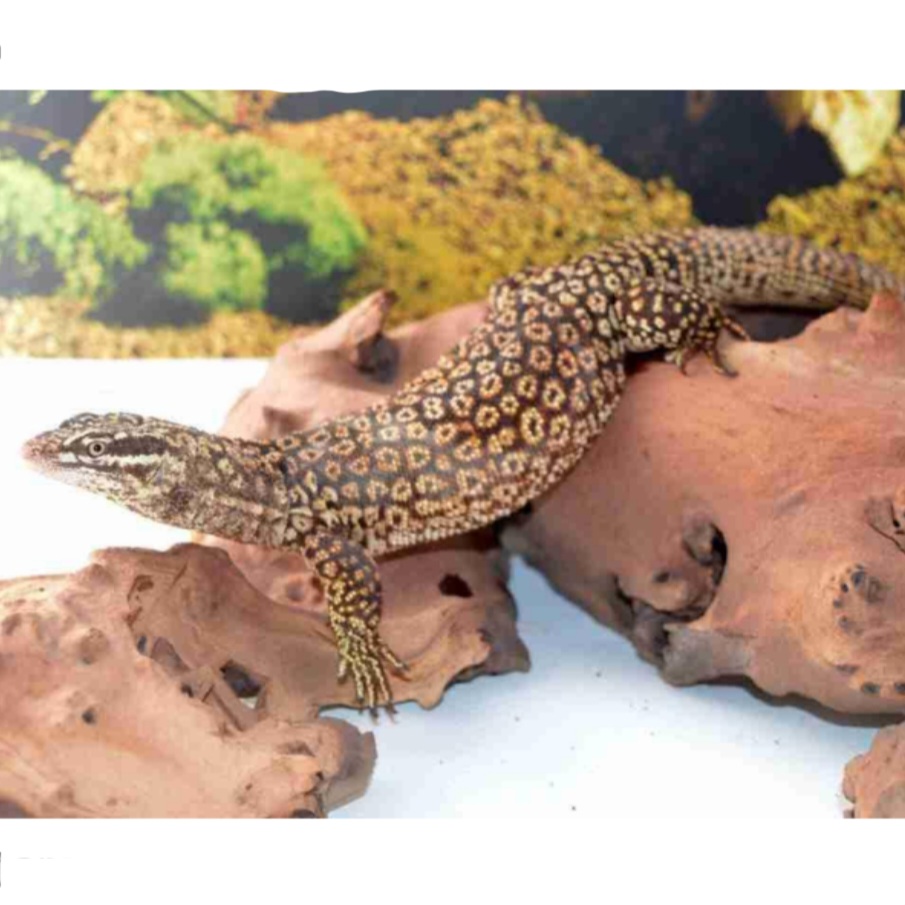 <p>name this animal</p>