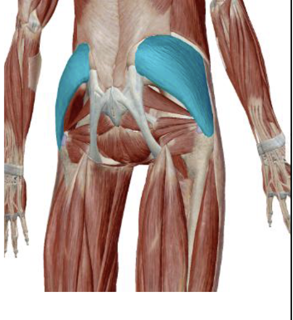 <p>What is the name, origin, and insertion of this muscle?</p>