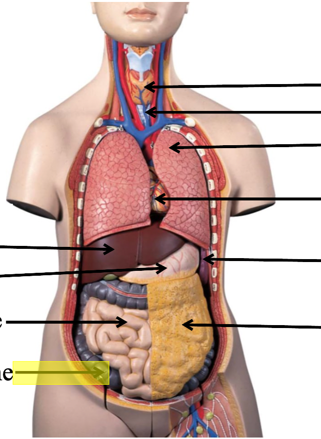 <p>identify the body cavity</p>