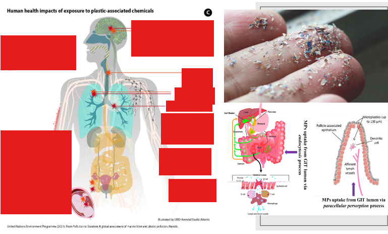 <p>What are the consequences of microplastics for humans?</p><p>2</p>