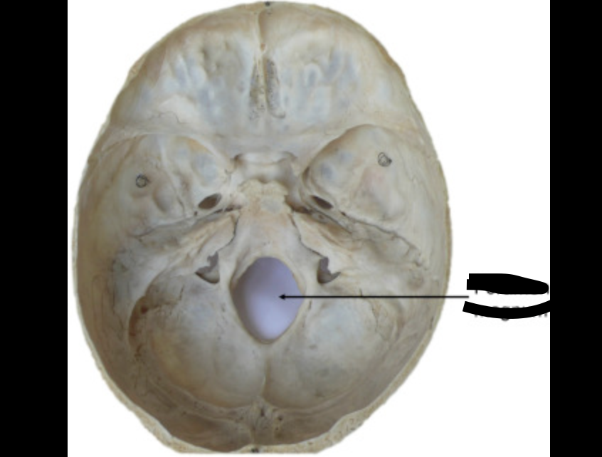 <p>the hole of the spinal cord that goes into the head</p>