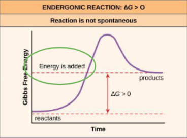 <p>The breakdown of ATP</p>
