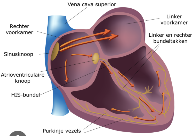 <ul><li><p>primaire pacemaker is de sinusknoop → depolarseert spontaan 60-100x per min</p></li><li><p>latente pacemakers: myocard van atria, AV-knoop, bundels van His, bundeltakken, Purinkje vezels en myocard van ventrikels</p></li><li><p>hoe verder van de sinusknoop → hoe lager de depolarisatiefrequentie</p></li></ul><p></p><ul><li><p>pacemakercellen staan onder invloed van autonome ZS</p></li><li><p>medicatie kan direct invloed hebben op depolarisatie/repolarisatie of direct via autonome stimulatie</p><ul><li><p>adrenerge stimulatie → versnelling ritme</p></li><li><p>vagale stimulatie → vertraging ritme</p></li></ul></li></ul><p></p>