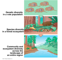 <p>genetic diversity, species diversity, ecosystem diversity</p>