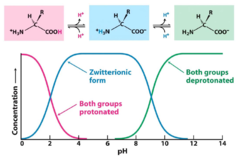 <p>A molecule containing both positive and negative charges but potentially having a net charge of zero.</p>