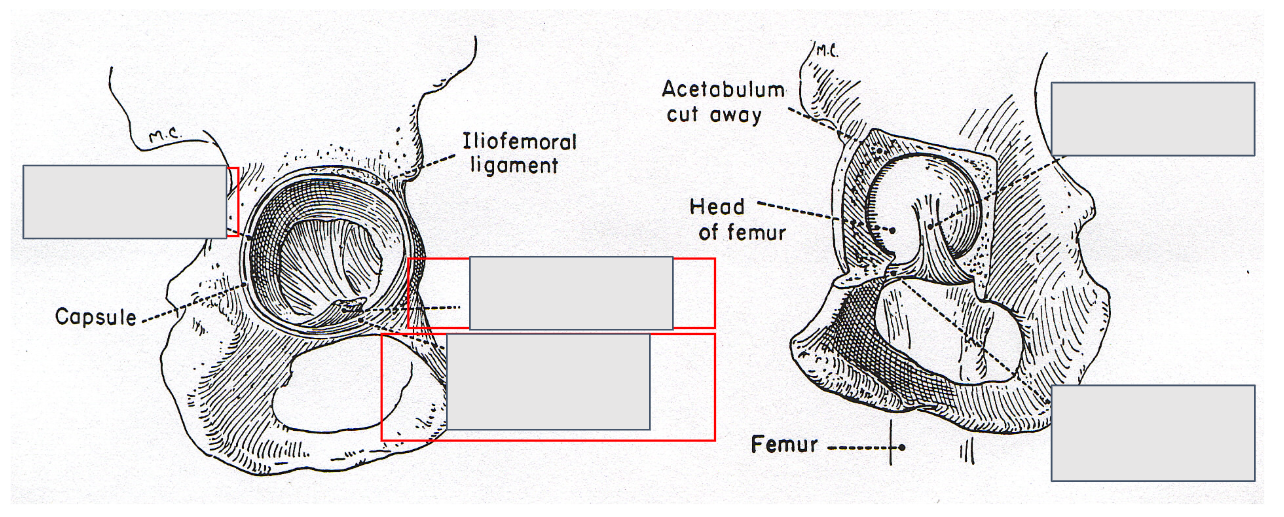 <p>Joint and Ligaments</p><p></p>