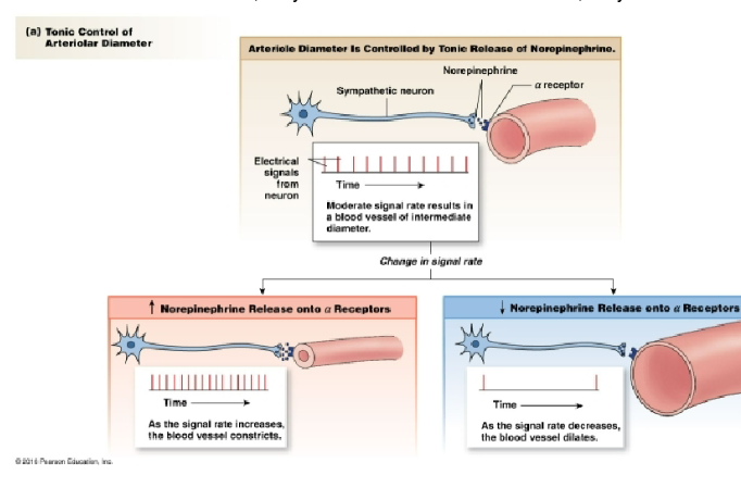 <p>norepinephrine binds to alpha receptors on vascular smooth muscle causing construction that underlies vascular tone. If NE release decreases, they dilate and if it increases further, they constrict</p>