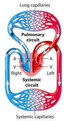 <p>Closed double circulatory system</p>