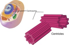 <p>makes microtubules and contains centrioles</p>