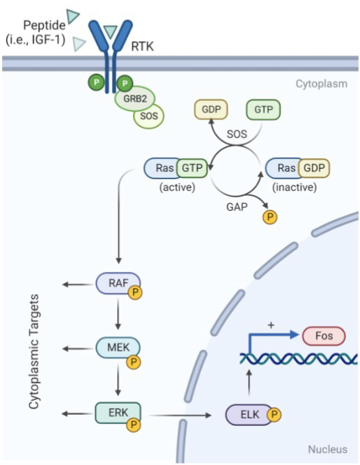 <p>Protein </p><p>Pathway is activated by RTKs for many growth factors, such as IGF-1, EGF and PDGF</p><p><strong>RAS</strong>-GTP interacts with <strong>RAF</strong> activating its protein kinase activity:</p><ol><li><p>RAF phosphorylates <strong>MEK</strong></p></li><li><p>MEK phosphorylates <strong>ERK</strong></p></li><li><p>ERK phosphorylates transcription factors in the nucleus</p></li><li><p><strong>ELK-1</strong> binds Serum Response Element (SRE) located in pro-growth genes to activate their transcription; <strong>FOS</strong> is one of these genes</p></li></ol><p>Sequential activation of protein kinases results in signal amplification and diversification, also known as a <strong>Signaling cascade</strong></p><p>Phosphorylation and activity of target proteins reversed by <strong>protein phosphatases</strong> (Dephosphorylation)</p>