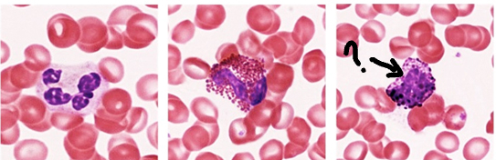 <p>Identify the leukocyte:</p>