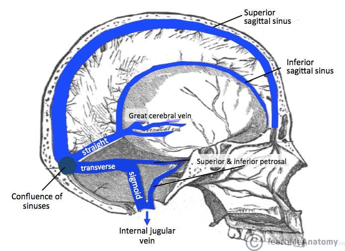 <p>two large dural venous sinuses—channels located inside the head between layers of the dura mater—that drain venous blood from the back of the brain</p>