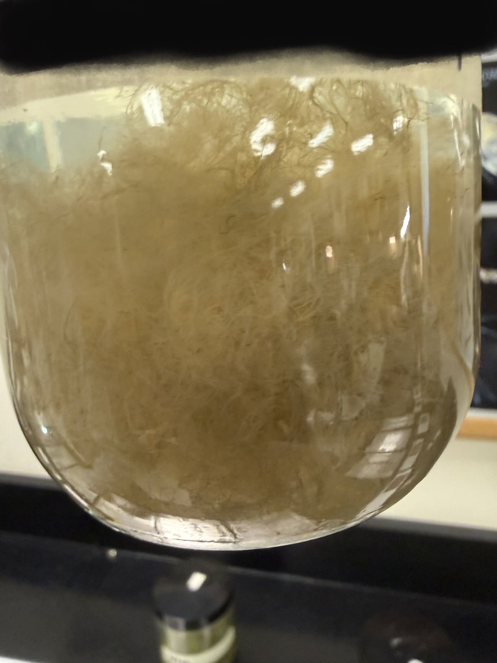 <ol><li><p>What is this?</p></li><li><p>What is it responsible for?</p></li><li><p>Is it invasive and if so where?</p></li><li><p>Unicellular or multicellular?</p></li></ol><p></p>