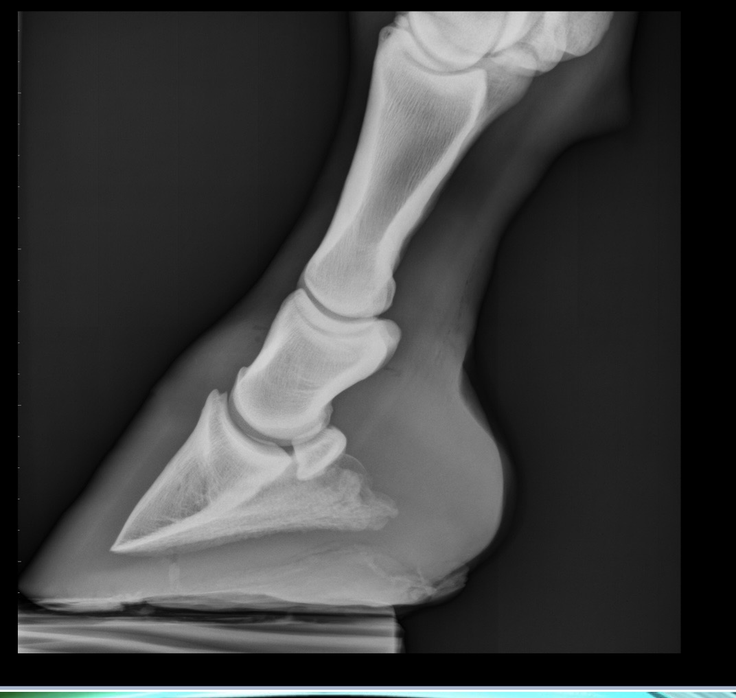 <p>what is the name of this view of a front limb?</p>