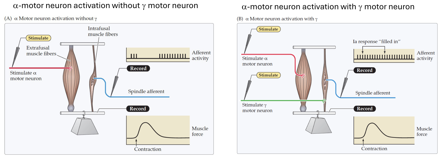 <p>⍺ motor neuron activation with 𝛄 motor neurons keep intrafusal fibres taut during contraction, preserving spindle sensitivity throughout the movement. </p>