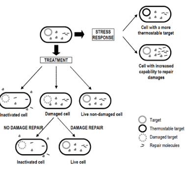 <p><strong><u>Heat shock proteins (HSPs which </u>assist in:</strong></p><ul><li><p>Correct folding of proteins</p></li><li><p>Repair of damaged proteins + elimination of proteins</p></li><li><p>Thermostabilisation of membrane i.e. protein that responds well to hear</p></li></ul><p><strong><u>Modify membrane:</u></strong></p><ul><li><p>Through fatty acid and protein files<strong> to adjust fluidity i.e. altering ratios</strong></p></li></ul><p>=> Same/similar permeability at different temperatures</p><p><strong><u>Passive mechanisms</u></strong></p><ul><li><p>Spores</p></li></ul><p></p>
