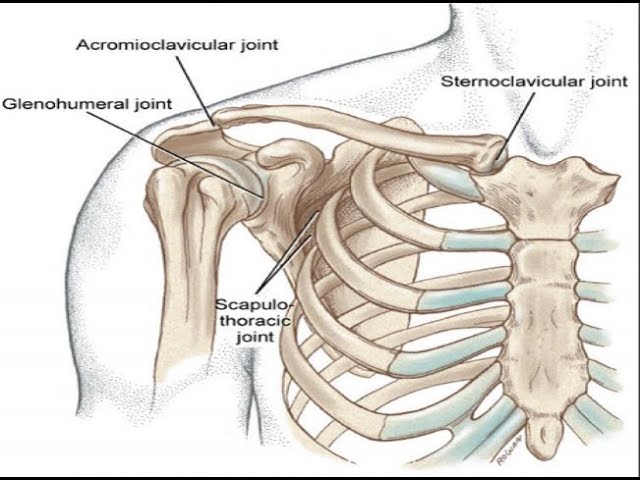 <p>scapulothoracic joint</p>
