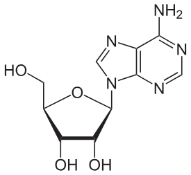 <ul><li><p><strong>nucleoside</strong> nomenclature</p><ul><li><p>can add phosphate groups after</p></li></ul></li><li><p>found in <strong>RNA </strong></p></li><li><p><strong>adenine base </strong></p></li></ul><p></p>