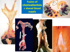 <p>Shared blood</p>