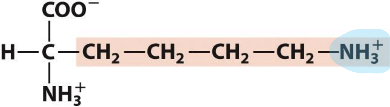 <p>Lysine</p>