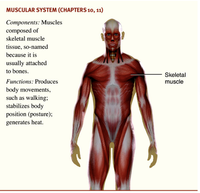 <p>muscles composed of skeletal muscle tissue (which is usually attached to bones)</p>