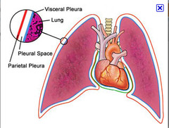 <p>lines the inner surface of the cavity</p>