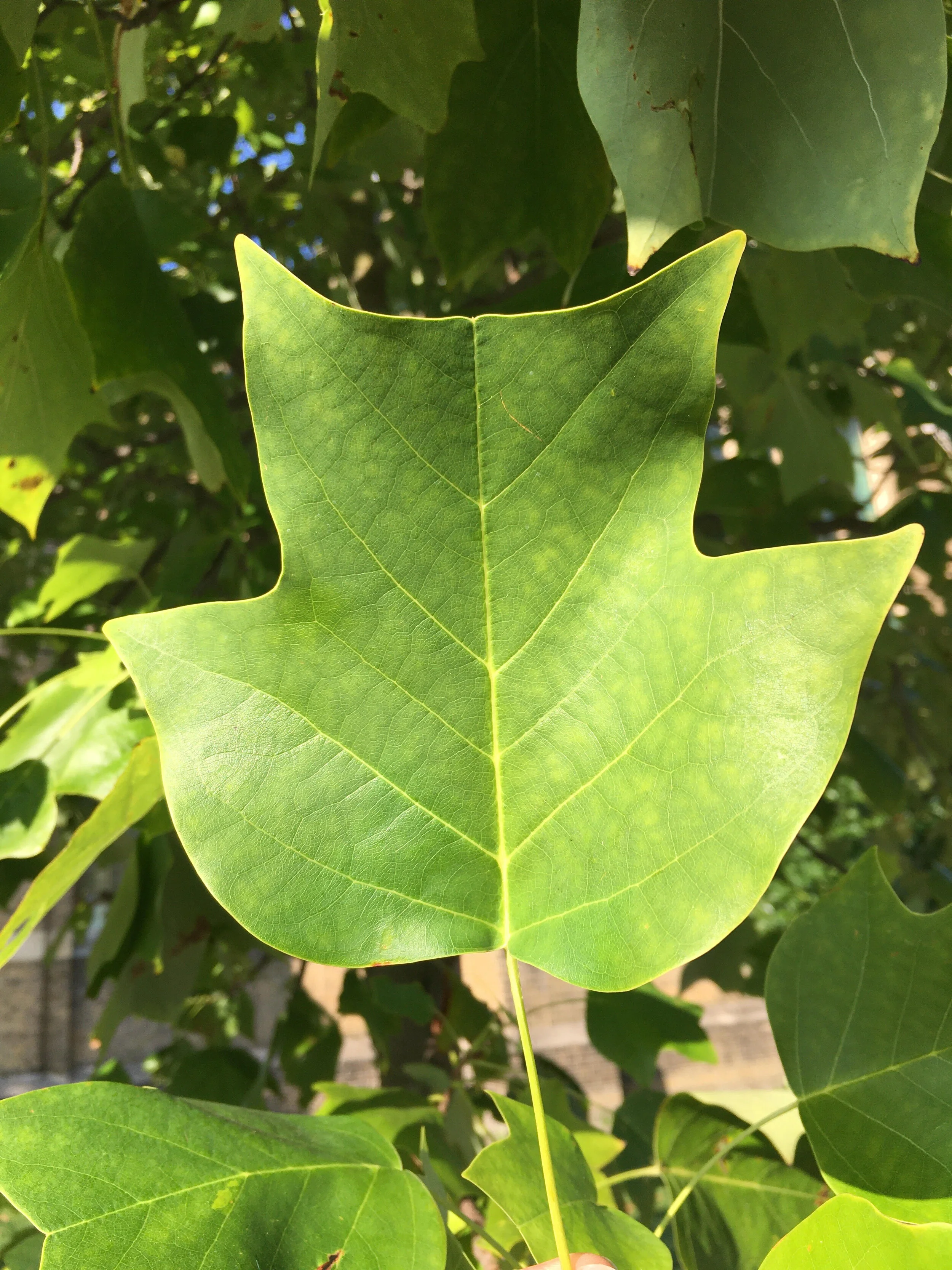 <p>What is this?</p>