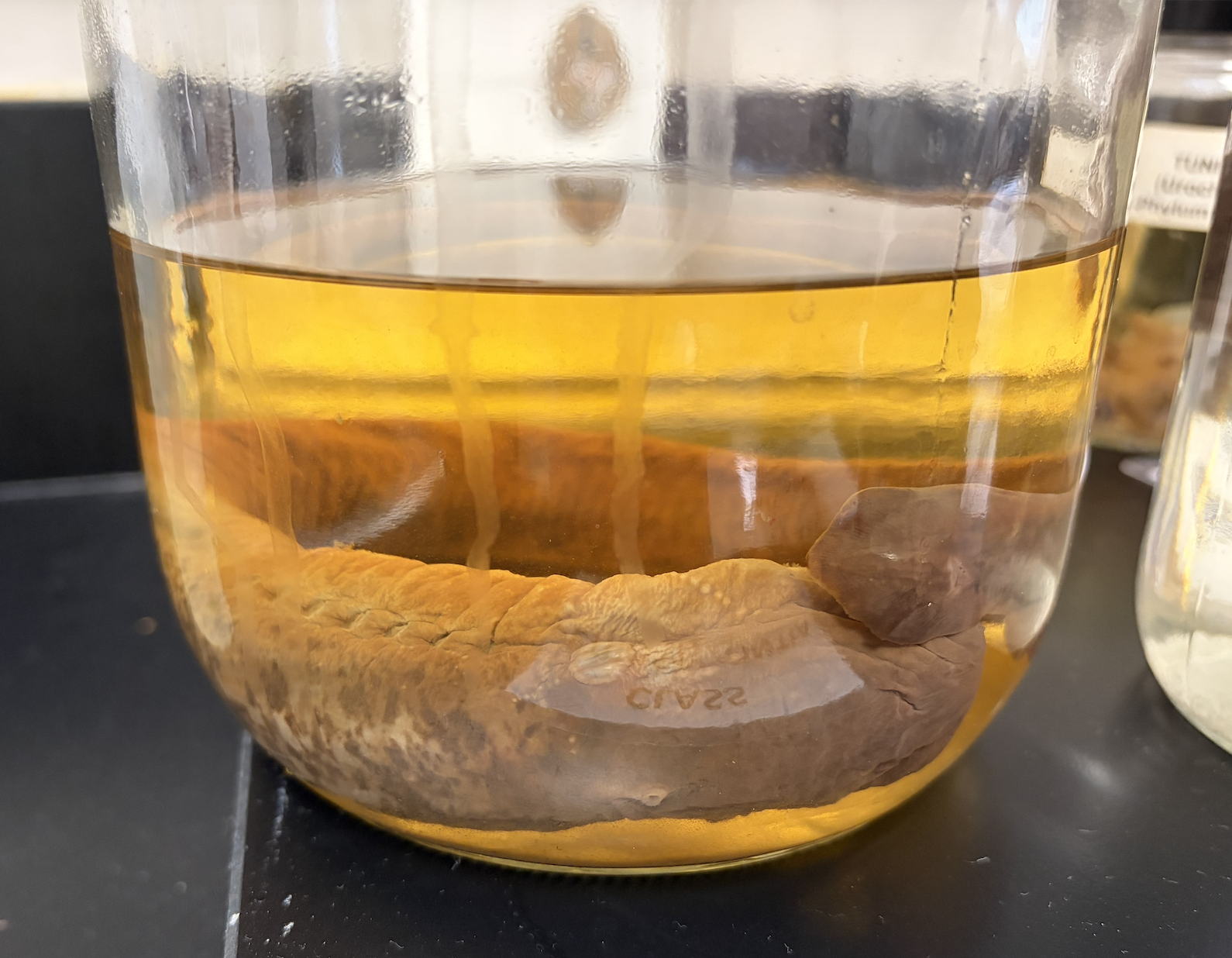 <p>What is this? Does it have a jaw?</p>