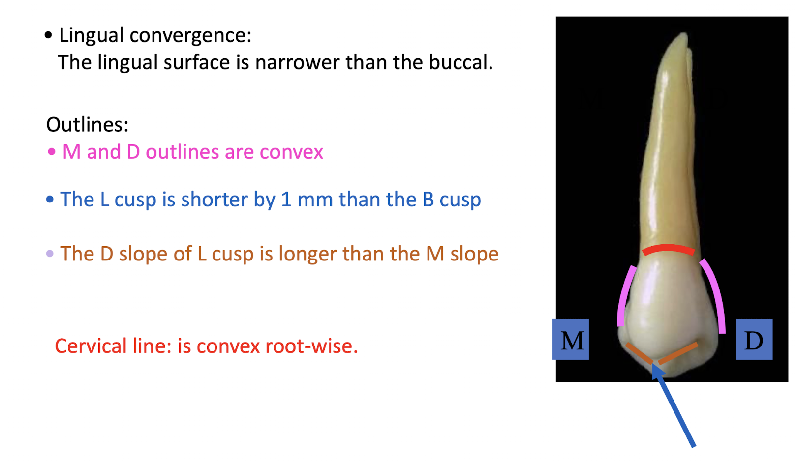 <ul><li><p>lingual convergence</p><ul><li><p>lingual surface narrower than buccal</p></li></ul></li><li><p><span style="color: rgb(255, 0, 217);">M and D outlines convex</span></p></li><li><p><span style="color: rgb(92, 119, 255);">L cusp shorter by 1mm than B</span></p></li><li><p><span style="color: rgb(255, 99, 0);">D slope of L cusp longer than m</span></p></li><li><p><span style="color: rgb(255, 0, 0);">cervical line: convex root-wise (towards root)</span></p></li></ul><p></p>