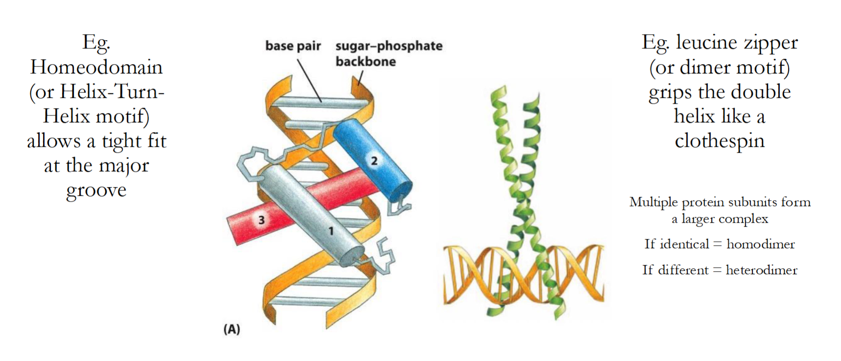 <p>Homeodomain/Helix-Turn-Helix</p><ul><li><p>Allows a <u>tight fit</u> at the <u>major groove</u></p></li></ul><p></p><p>Leucine Zipper/Dimer Motif</p><ul><li><p>Grips double helix like a clothespin</p></li><li><p>Multiple protein subunits form this complex, and:</p></li></ul><p>-If identical = <u>Homodimer</u></p><p>-If different = <u>Heterodimer</u></p><p></p>