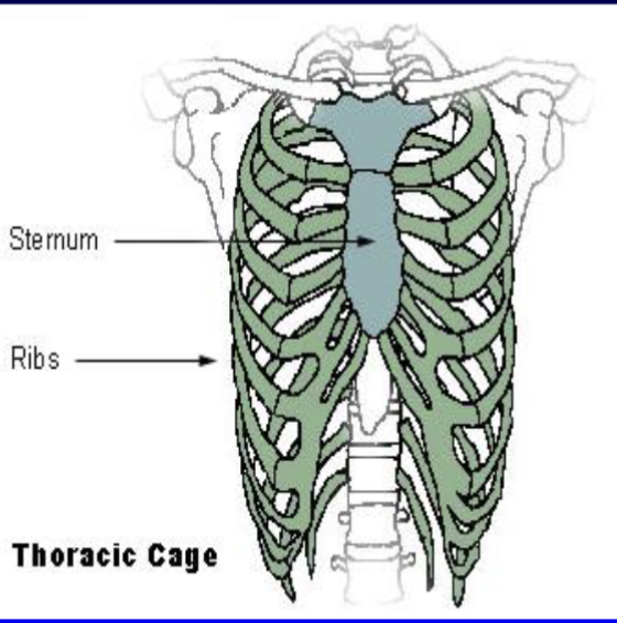 <p>12 pairs of ribs. Joined to thoracic vertebrae. Top 10 ribs joined to sternum. Remaining two have free ends = ‘floating’</p>