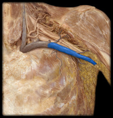 <p>Identify the structure</p>