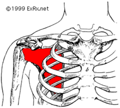 <p>medially rotates arm, upper/lower subscapular nerves (C5-C6)</p>