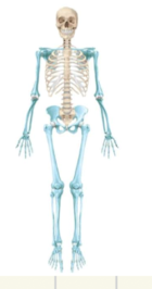 <p>Name the bolded part</p>