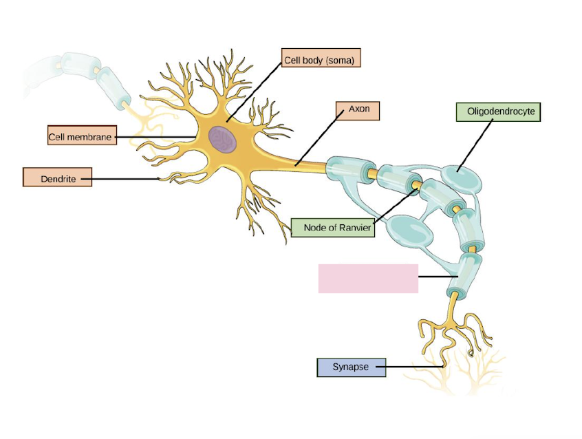 <p>Insulates the axon to speed up propagation of the signal down the axon</p><ul><li><p>signal is “recharged” at nodes of Ranvier</p></li></ul><p></p>