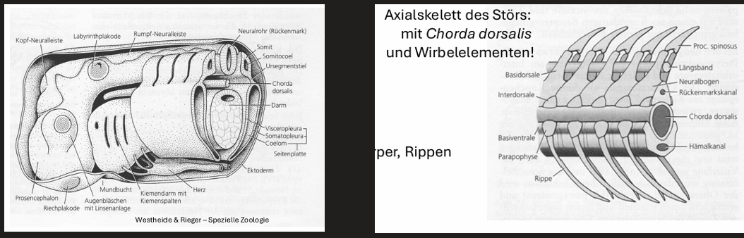 <ul><li><p><span>Abgeleitete Merkmale: mehrschichtige Epidermis, Cephalisation, Entstehung Wirbelsäule</span></p></li><li><p><span>Zunahme der Körpergröße (effizientere Prozesse)</span></p></li><li><p><span>Neuralleiste und Neuralrohr</span></p></li><li><p><span>Mehrschichtiges Integument aus Cutis (Epidermis und Dermis) und Subcutis</span></p></li><li><p><span>Blutgefäße mit Endothel</span></p></li><li><p><span>Herz mit Sinus venosus, Atrium und Ventrikel</span></p></li><li><p><span>Mesoderm und Coelom</span></p><ul><li><p><span>Coelom und Mesoderm im Embryo dreigliedrig</span></p></li><li><p><span>Mesodermdifferenzierung: axiales Mesoderm (Axialskelett -> chorda dorsalis -> wird durch Wirbel ersetzt), paraxiales Mesoderm (Somiten, Urwirbel), Seitenplatten (Somato und Visceropleura)</span></p></li><li><p><span>Coelomdifferenzierung: Sklerotom (sekundäre Chordascheide, Wirbelkörper, Rippen), Dermatom (Bindegewebe der Dermis), Myotom (somatische Muskulatur)</span></p></li></ul></li></ul><p></p>