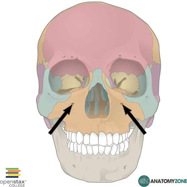 <p>Infraorbital foramen</p>