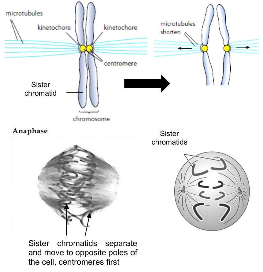 <ol><li><p>the centromere of each chromosome divides, causing the sister chromatids of each chromosome to separate</p></li><li><p>the sister chromatids move to opposite poles of the cell, centromeres first</p></li><li><p>this is due to the shortening of the spindle fibres</p></li><li><p>the cell elongates as non-kinetochore spindle fibres (do not interact with kinetochore proteins on chromosomes) lengthen</p></li></ol><p></p>
