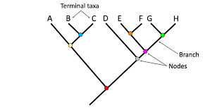 <p>define each parts of this phylogenetic tree </p>
