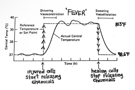 <ul><li><p>During the course of an infection a person may experience an increase in body temperature.</p></li><li><p>A body temperature above 37.2 degrees Celsius is considered having a</p><p>temperature (febrile).</p></li></ul><p></p>