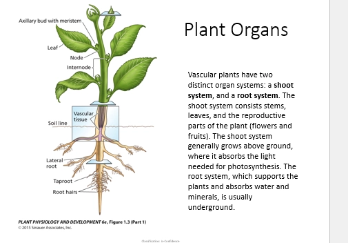 <ul><li><p>tissue with one specific function</p></li><li><p>e.g. shoot system (above ground components) &amp; root system (below ground components)</p></li><li><p>connected via vascular tissue (phloem - sugars, xylem - water)</p></li></ul><p>(shoot system)</p><ul><li><p>green unless specialised / aging, as they carry out photosynthesis, gathering energy for the plant by transforming light energy into chemical energy</p></li></ul><p>(root system)</p><ul><li><p>storage, mineral and water absorption, physical support - anchoring the plant in place</p></li><li><p>structural support allows them to be terrestrial, to gather water from the ground as they are no longer floating in water &amp; minerals </p></li><li><p>e.g. early plants have no roots - only rhizoids (hair-like potrusions, shallow and not fully developed), and some bryophytes have no proper roots either</p></li></ul><p></p>