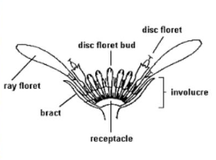 <p>what type of head?</p>