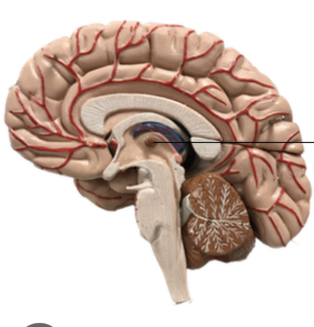 <p>What brain part is this?</p>